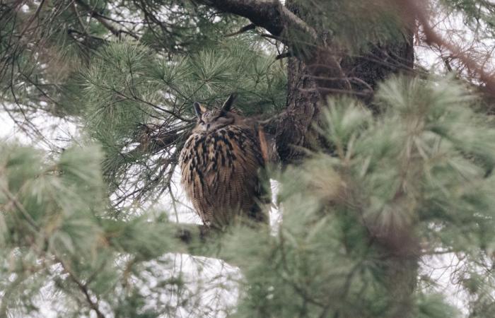 Die Tiere, die das Jahr 2024 geschaffen haben