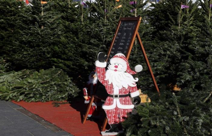 Wann sollten Sie Ihren Baum aus Ihrem Zuhause entfernen?