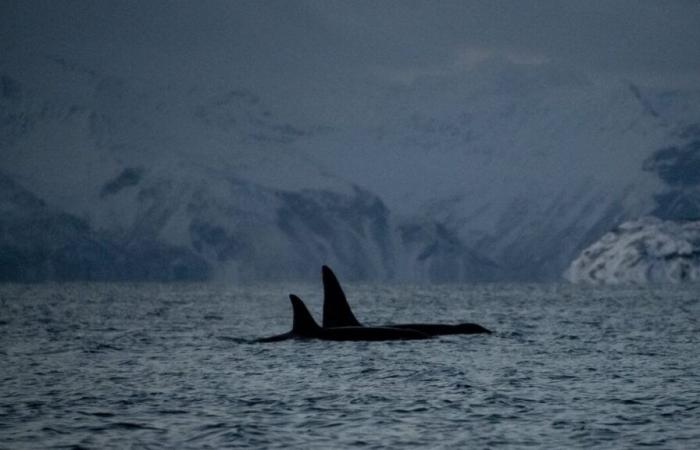 Tahlequah, die Orca, die sich weigerte, den leblosen Körper ihres Kalbes zurückzulassen, ist wieder Mutter