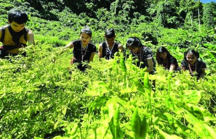 das grüne Gold der Quang-Nam-Berge