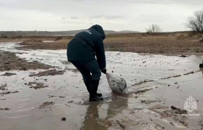 Ölpest in Russland: „kritische“ Situation, Ausnahmezustand auf der Krim: Nachrichten