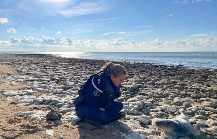 Das süße Foto von der Gendarmerie der Charente-Maritime • Informationen über La Rochelle