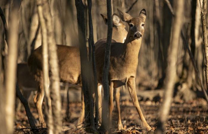 Die Tiere, die das Jahr 2024 geschaffen haben