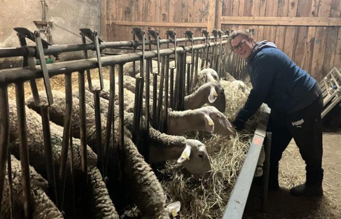 In Indre-et-Loire arbeiten die Züchter auch während der Ferien weiter