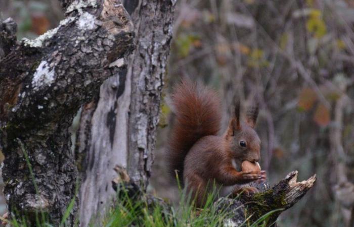 Mit dem Fotografen Jacques Laporte hautnah die Tierwelt im Tarn-et-Garonne