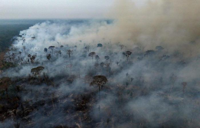 Im brasilianischen Amazonasgebiet wird es im Jahr 2024 zu einer Rekordzahl an Bränden in 17 Jahren kommen