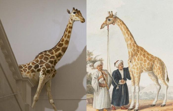 Dieses Dorf in Essonne begrüßte Zarafa, die erste Giraffe, die nach Frankreich kam