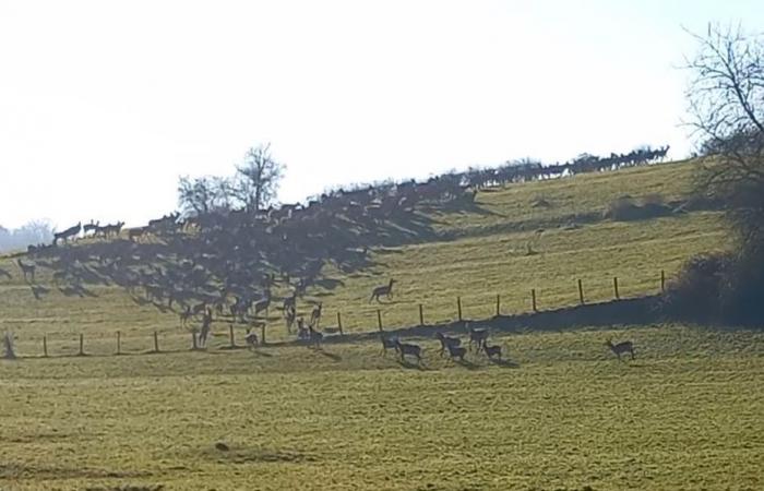 an incredible herd of does and deer gathers before their eyes