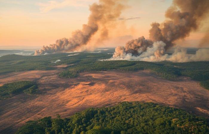 Der brasilianische Amazonas wird 2024 von Rekordbränden heimgesucht