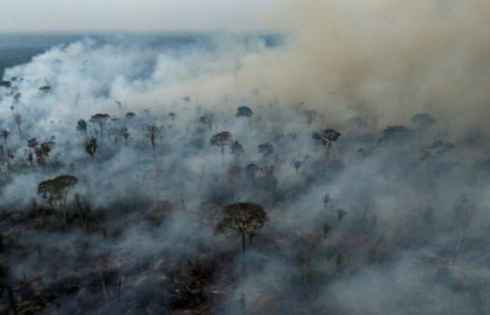 Im brasilianischen Amazonasgebiet kam es im Jahr 2024 zu einer Rekordzahl an Bränden seit 17 Jahren: Nachrichten