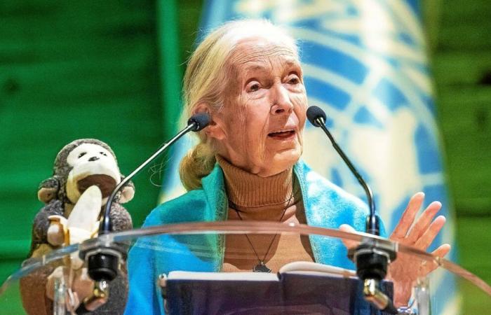 Wer ist Jane Goodall, diese „Ikone“, die dem Wildreservat Ploubezre ihren Namen gab?