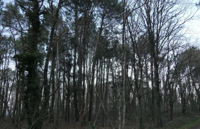 Die Bewohner der Kleinstadt im Jahr 44 heizen sich günstig mit Holz aus dem Stadtwald