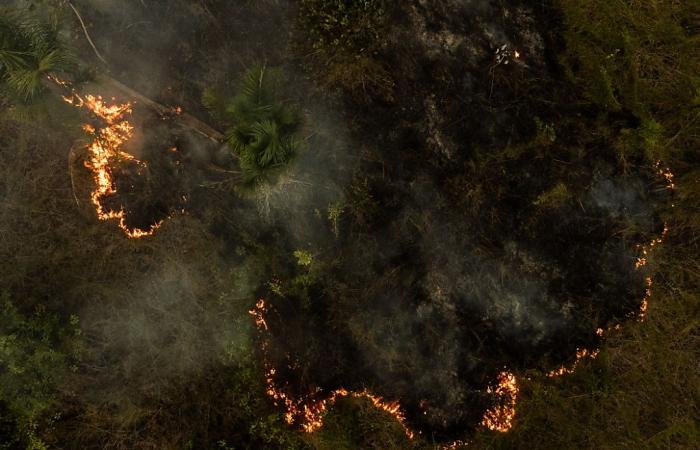 Im brasilianischen Amazonasgebiet kam es im Jahr 2024 zu einer Rekordzahl an Bränden