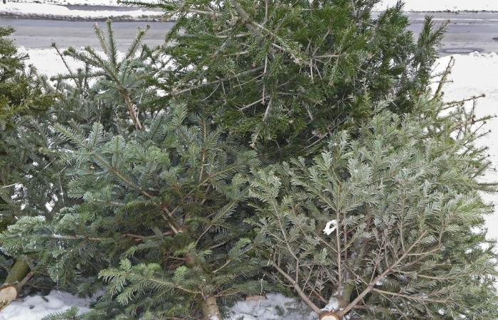 Recyceln Sie Ihren Weihnachtsbaum in Montauban: Geben Sie ihm ein zweites Leben