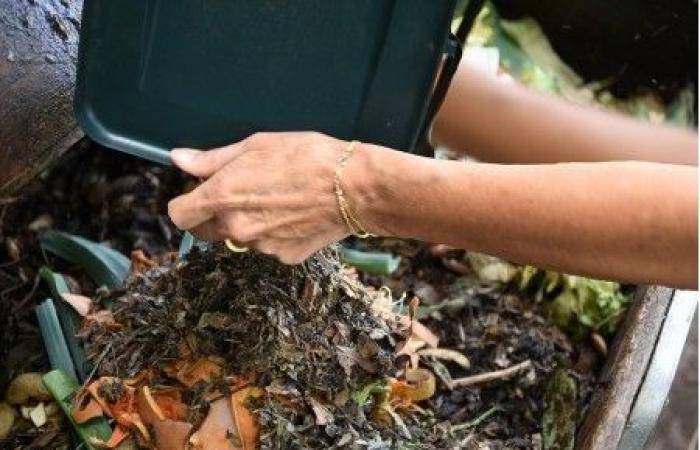 Trotz der Pflicht zur Bioabfalltrennung geraten Millionen Einwohner noch immer in Vergessenheit