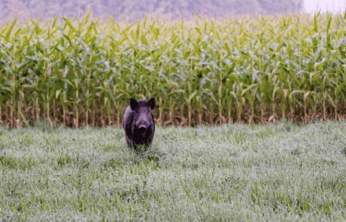 Ille-et-Vilaine: Das Wildschwein klassifizierte ESOD zur großen Freude der Landwirte