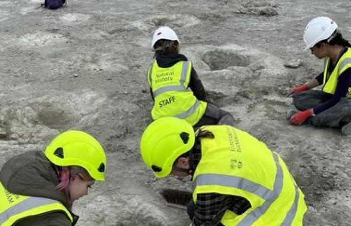 Fast 200 Dinosaurier-Fußabdrücke in britischem Steinbruch entdeckt