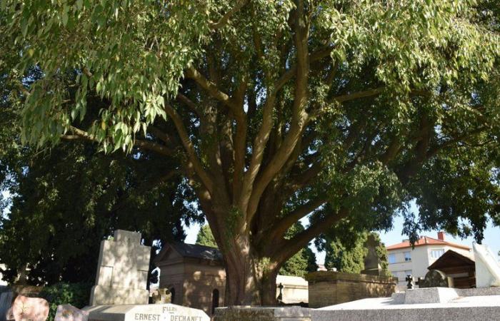 Bemerkenswerte Bäume der Haute-Garonne: Dieser Zürgelbaum hat sich auf dem Friedhof Terre Cabade niedergelassen