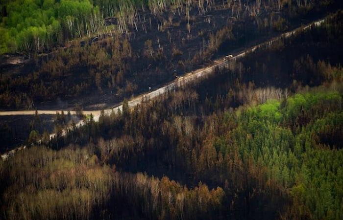 Das kanadische Klima begünstigt zunehmend schwere Waldbrände