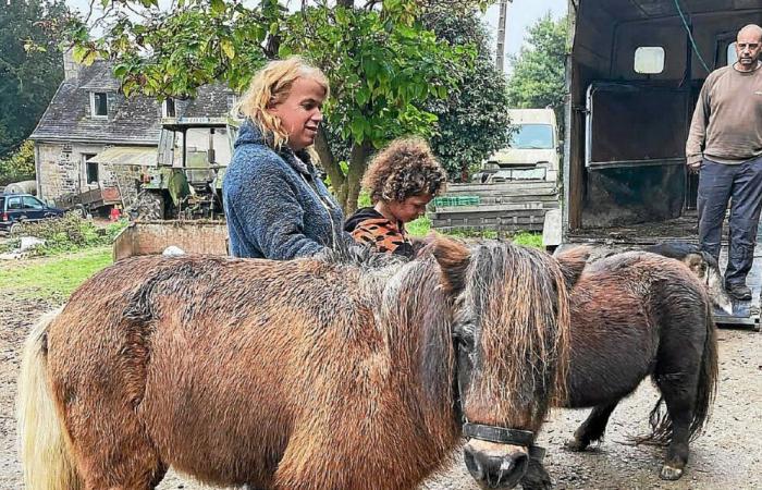 „Wir haben im Jahr 2024 250 Tiere gerettet“: In Plufur ist das Tierheim SOS Animals for Life „ein echtes Familienabenteuer“