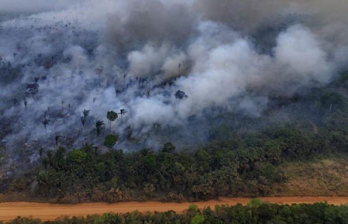 In Brasilien kam es im Amazonas-Regenwald im Jahr 2024 zu einer Rekordzahl an Bränden seit 17 Jahren