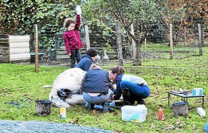 „Wir haben im Jahr 2024 250 Tiere gerettet“: In Plufur ist das Tierheim SOS Animals for Life „ein echtes Familienabenteuer“