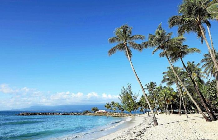 In Guadeloupe sind Kokospalmen doppelt bedroht