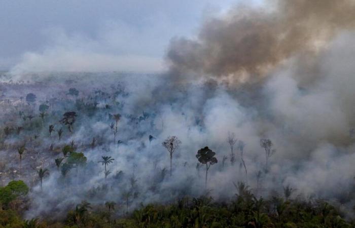 Hinter der traurigen Bilanz der Brände im Amazonasgebiet stecken auch im Jahr 2024 gute Nachrichten