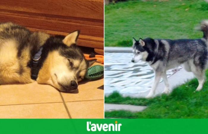 Amay: Balto, ein ausgesetzter Husky, konnte dank Spenden erfolgreich operiert werden