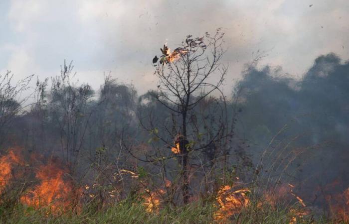 Im Jahr 2024 wird der brasilianische Amazonas brennen wie nie zuvor in 17 Jahren