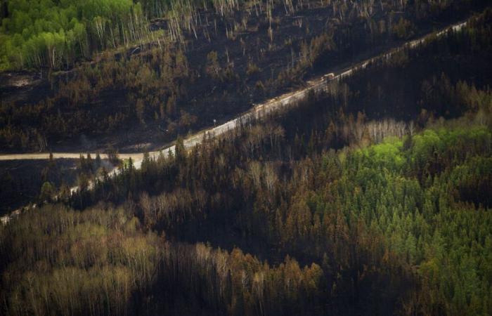 Wissenschaftliche Studie: Wälder feuergefährdeter als je zuvor