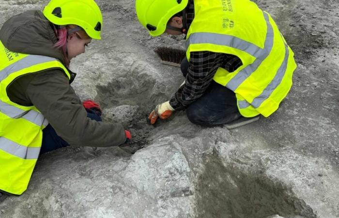 Vereinigtes Königreich: Fast 200 Dinosaurier-Fußabdrücke entdeckt