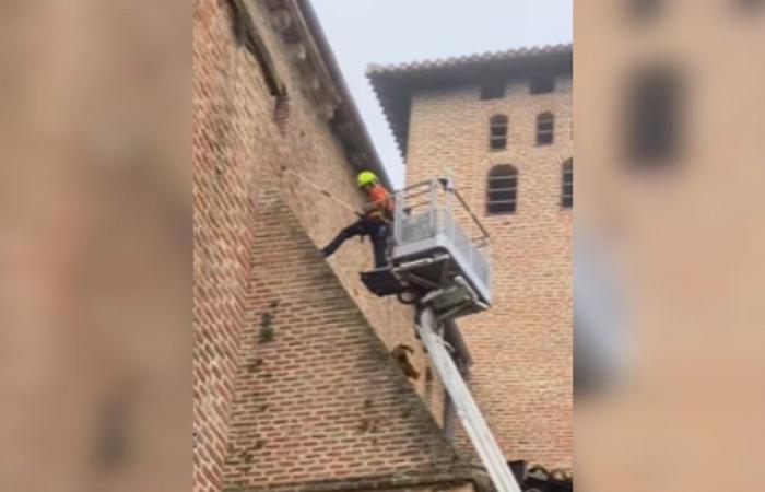 VIDEO. Eine Katze bleibt fünf Tage lang auf dem Dach einer Kirche in Tarn festsitzen: Die unglaubliche Rettung des Tieres, das 25 Meter weit springt