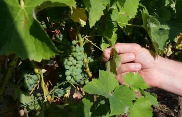 Totale Entspannung für die Winzer von Vouvray