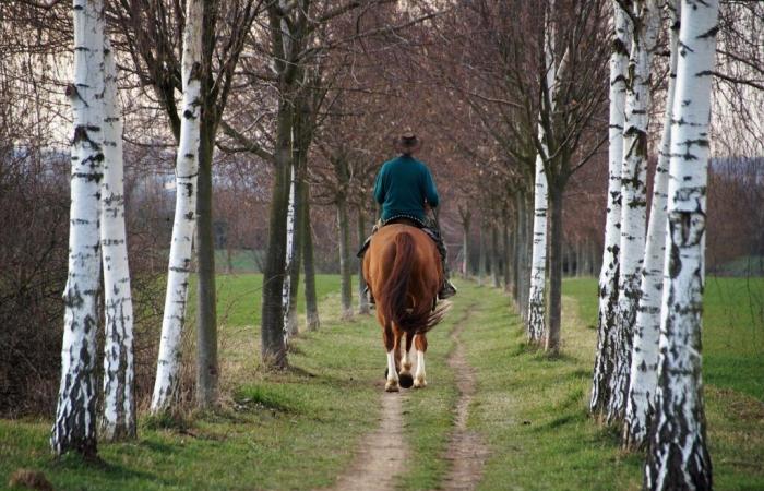 Bretagne: Das Pferd steht auch 2025 mit dem Equibreizh und dem Trans Ille-et-Vilaine im Rampenlicht