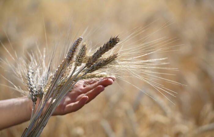 Im Dezember verzeichnet der FAO-Lebensmittelpreisindex einen leichten Rückgang im Vergleich zum Vormonat – Welt