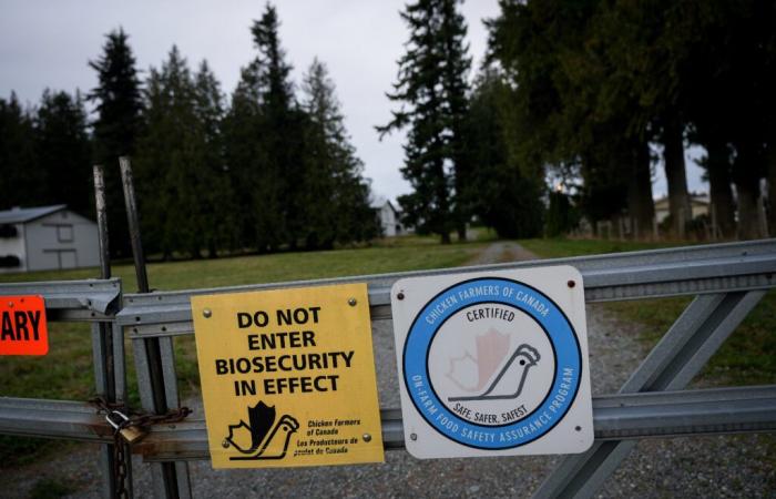 „Besorgniserregende“ Mutation des Vogelgrippefalls in British Columbia