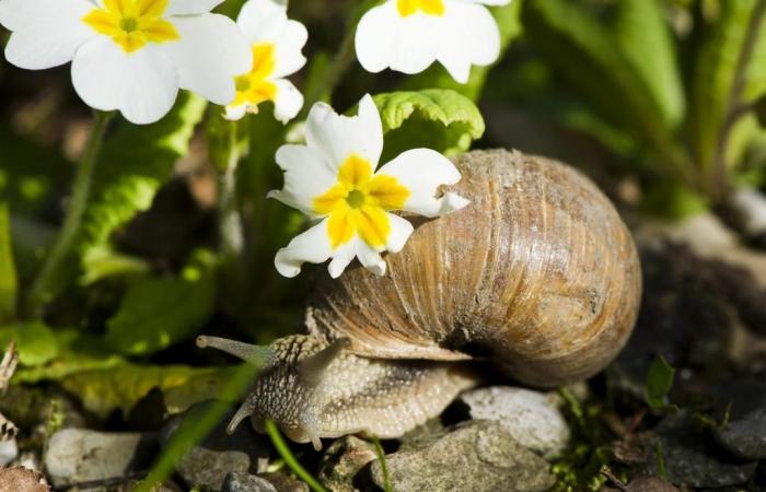 Schweizer Tierwelt: Die Heckenschnecke ist das Tier des Jahres 2025