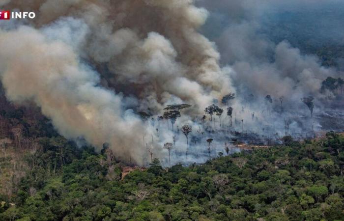 Im brasilianischen Amazonasgebiet kommt es zu den zahlreichsten Bränden seit 17 Jahren: Was bedeutet das?