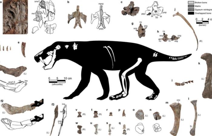 Fossilienfund des ältesten Vorfahren der Säugetiere ????