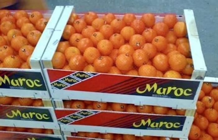 Marokko auf dem Weg zu einem Rekord beim Export von Zitrusfrüchten