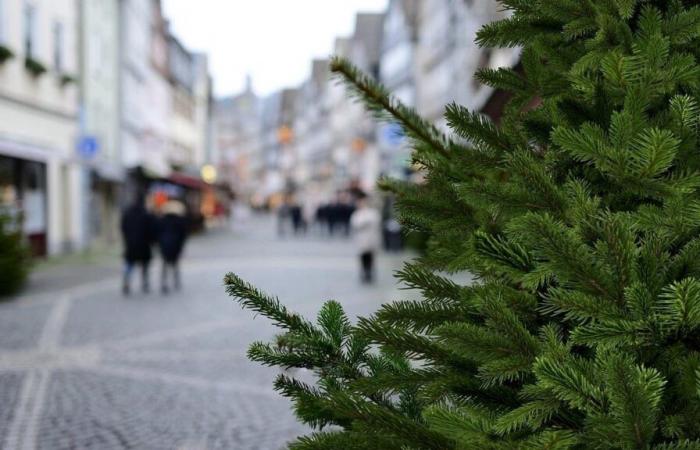 Wo können Sie Ihren Baum nach den Feiertagen in Embrun lassen?