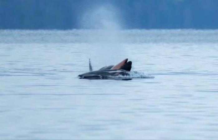 Im Pazifik wurde erneut ein Orca in einem Zug beobachtet, der ihr totes Kalb trug – Libération