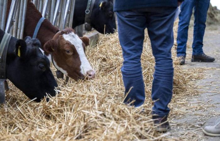 Ihre Einkommen sinken, aber die Bauern bewahren ihre Wut für einen weiteren Kampf auf