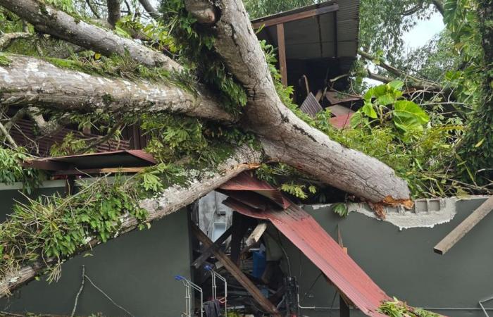 Ein Baum stürzte auf ein Restaurant, vier leichte Verletzungen