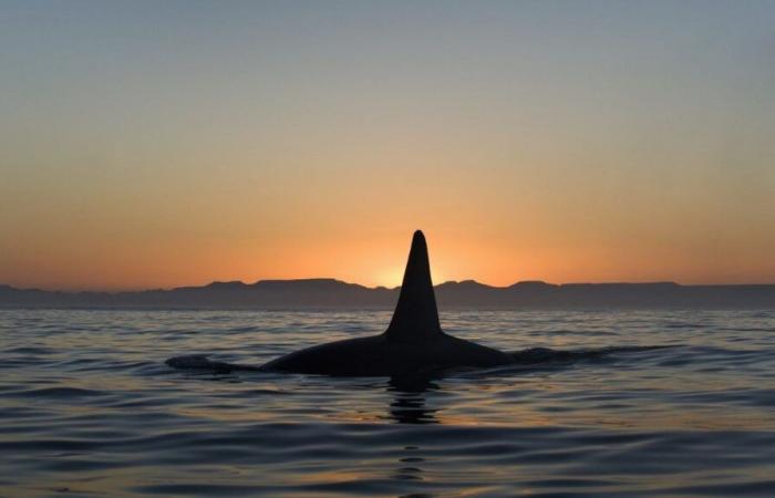 Orca wurde gesehen, wie er ein totes Baby vor Seattle im Pazifik trug