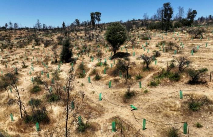 Chile: die Wiedergeburt eines botanischen Gartens mit feuerfesten Arten