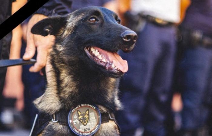 Cookie, der symbolträchtige Hund der Tarn-Polizei, starb durch einen Unfall