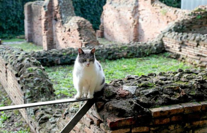 Drohen wir einer Vogelgrippe-Pandemie wegen … Katzen?