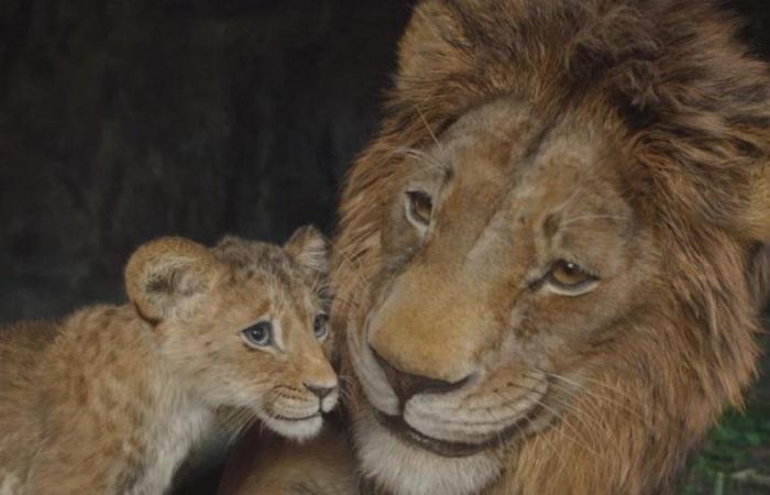 Der König der Löwen dominiert immer noch die französischen Kinokassen